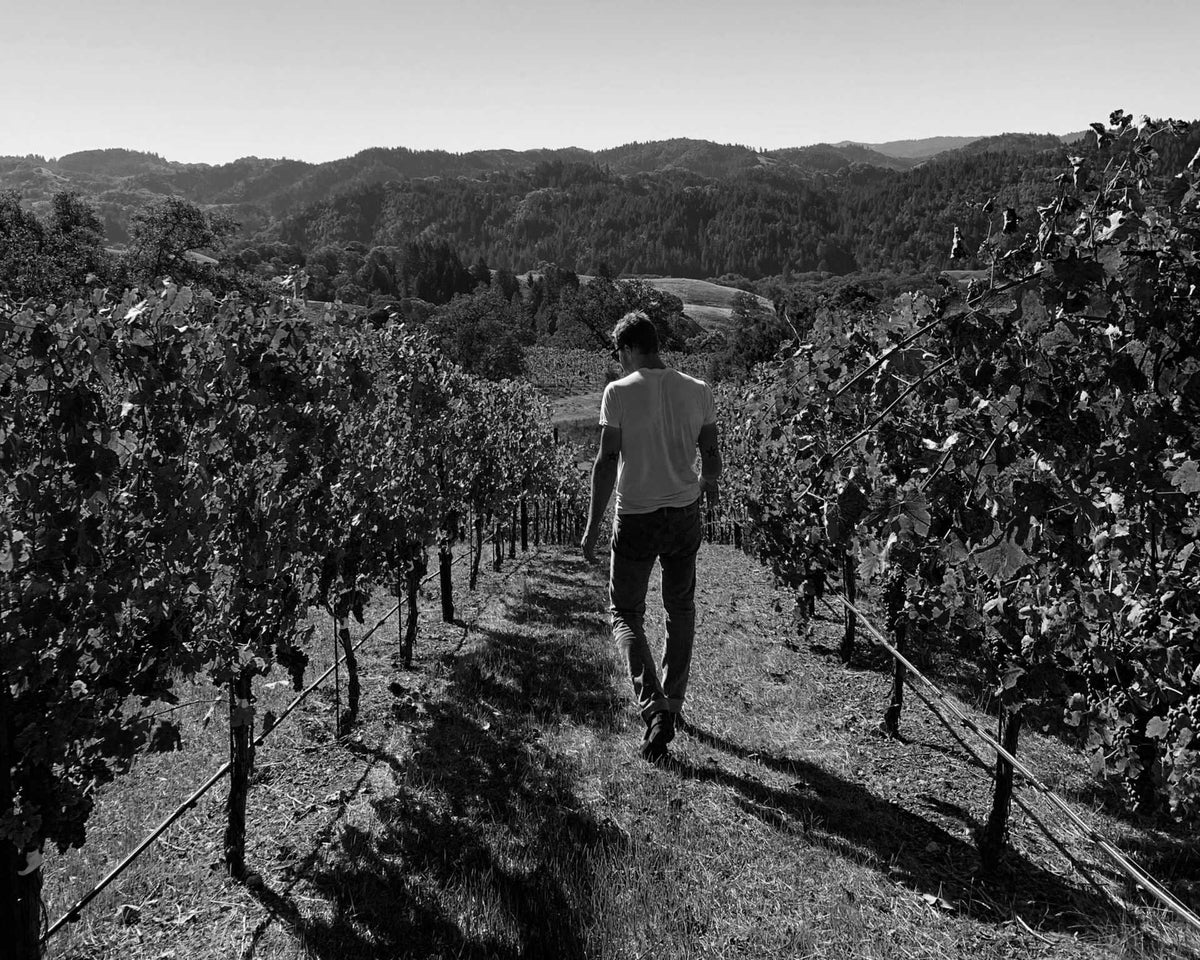 Blog 𝘈𝘭 𝘧𝘳𝘦𝘴𝘤𝘰 wine from California — Guildford Green